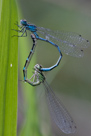 Coenagrion ornatum